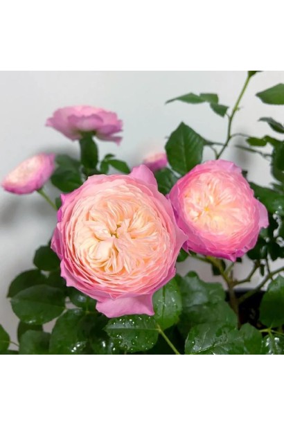 Троянда англійська Констанс